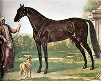 Kořistní hřebec Byerley Turc, osobní válečný kůň kapitána Roberta Byerleyho. Zdroj: Wikipedie, John Wootton